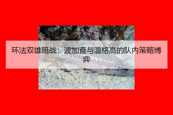环法双雄暗战：波加查与温格高的队内策略博弈
